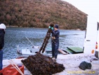Kagylótelepítő a Limski fjordnál
